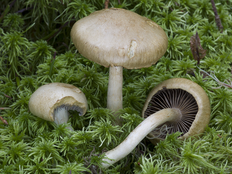 Cortinarius subtortus